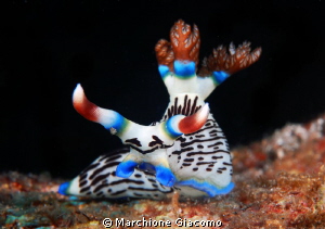 Elegant position "The nudy"
Nikon D200 , 60 micro , twin... by Marchione Giacomo 